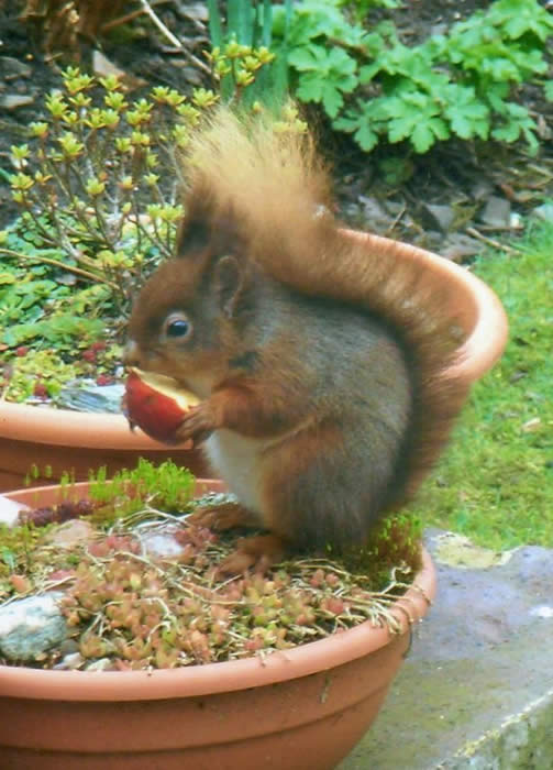 Red Squirrel in Hawick