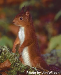 Red squirrel
