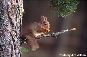 Red squirrel sitting in conifer