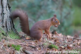 Red squirrel with acorn