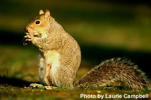 Grey Squirrel