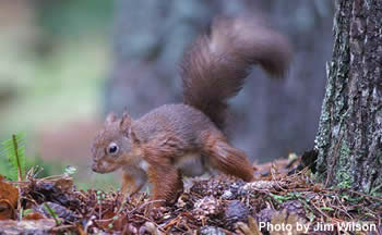 Young red squirrel on forest floor