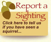Click here to report a squirrel sighting.