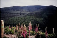 Conifer forest
