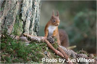 Red squirrel amongst cones
