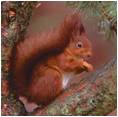 Red Squirrel