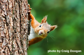 Red squirrel with acorn