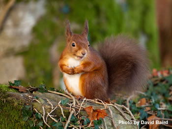 What a cutie! Red squirrel in conifer