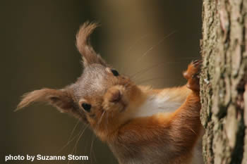 Red squirrel sitting in conifer